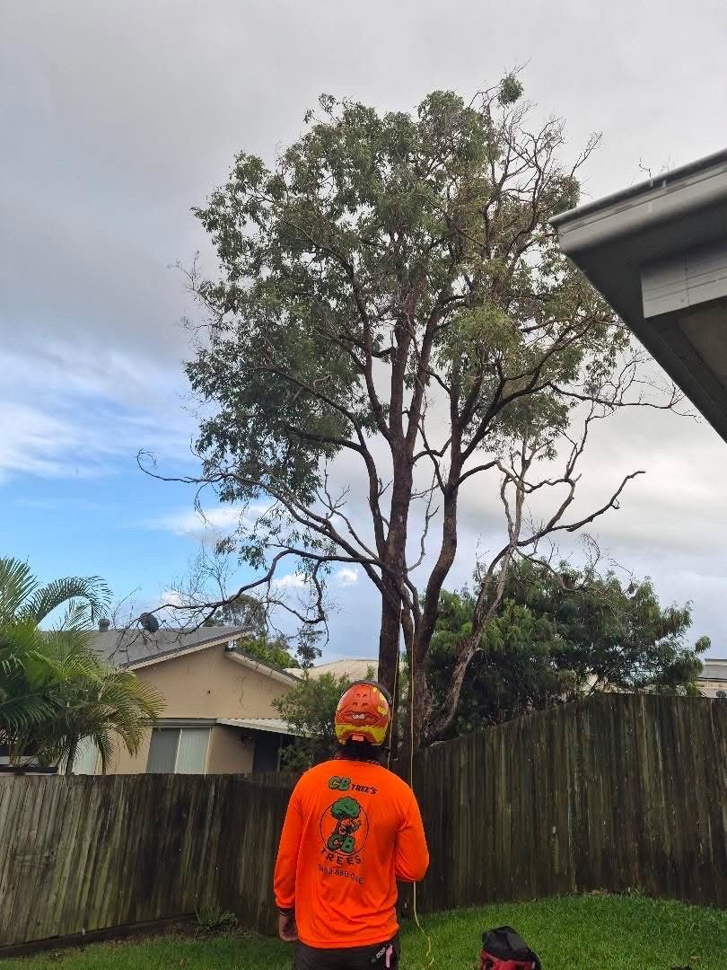 A CB Trees arborist in a high-vis shirt looking up at a tall gum tree