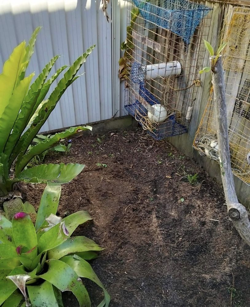 After: The same garden bed cleared with the stumps ground out