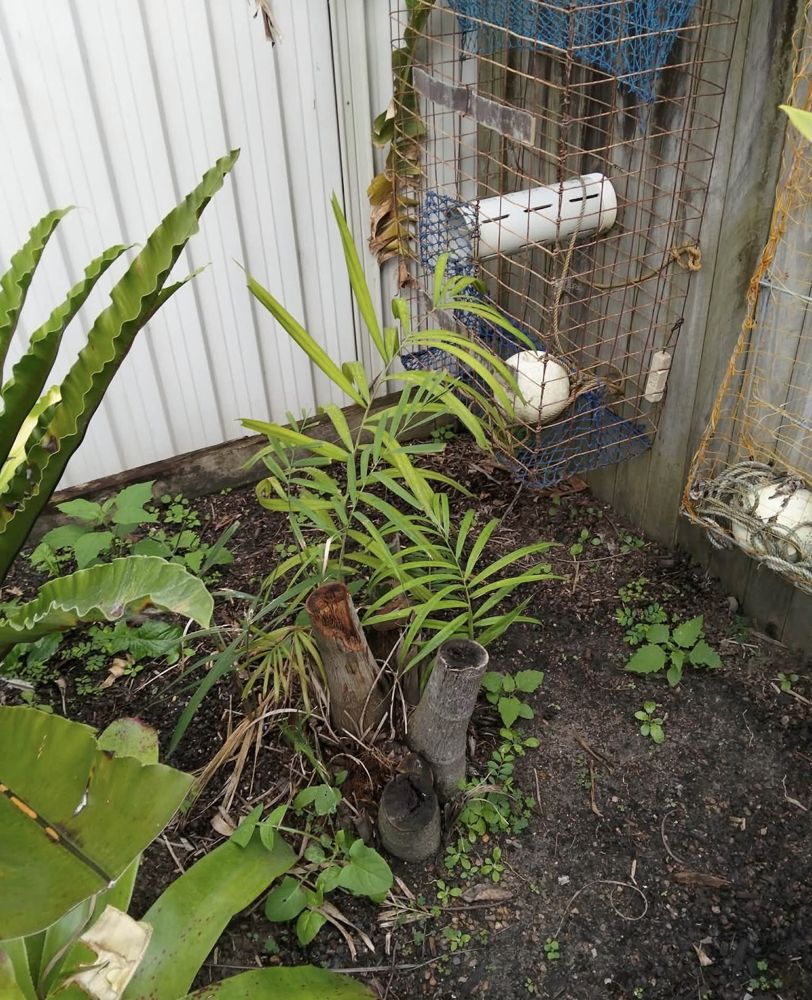 Before: Palm stumps and regrowth in a garden bed