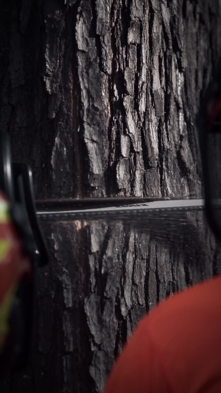 A chainsaw cutting into a tree trunk, sawdust flying