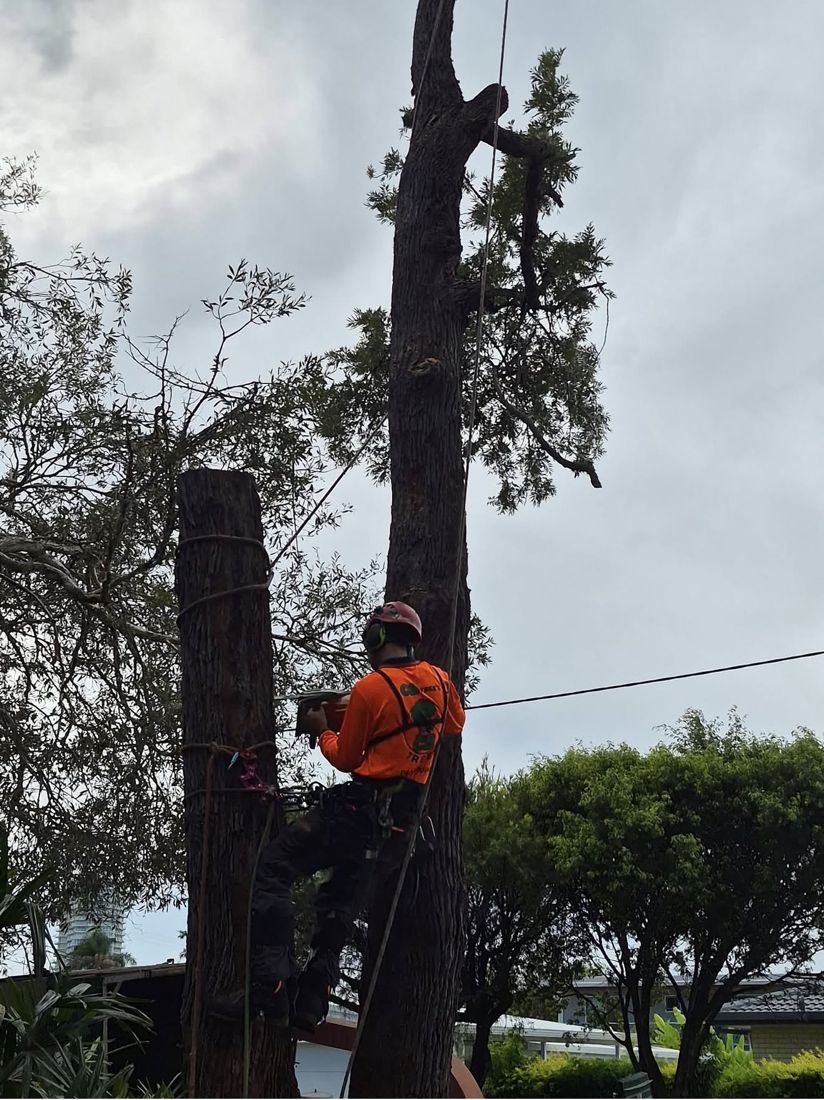 Cutting a gum tree down in sections with a chainsaw