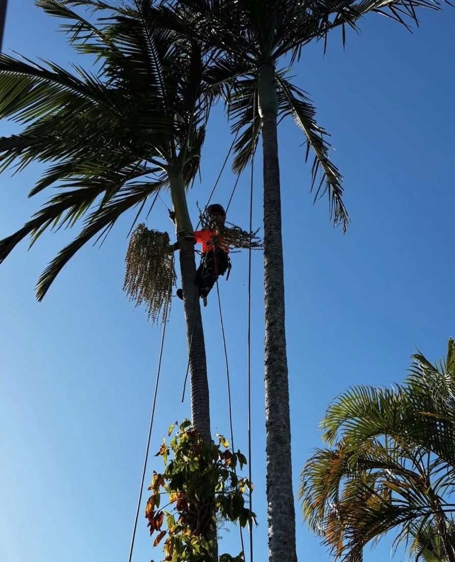 A CB Trees climber working high in a palm against a blue sky
