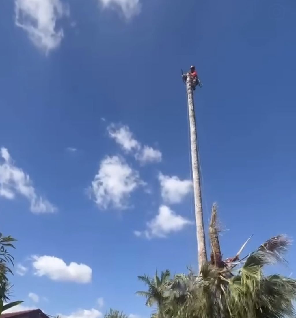 A tree climber topping a tall palm beside a backyard pool