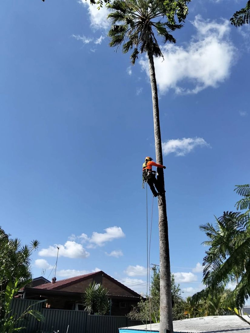 Climbing a tall palm trunk with ropes and a helmet