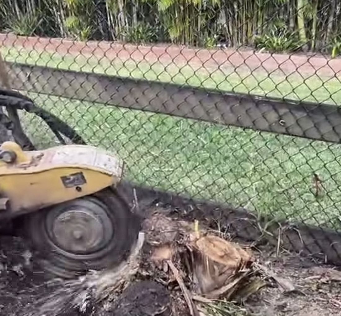 A stump grinder chewing out a palm stump beside a chain-link fence