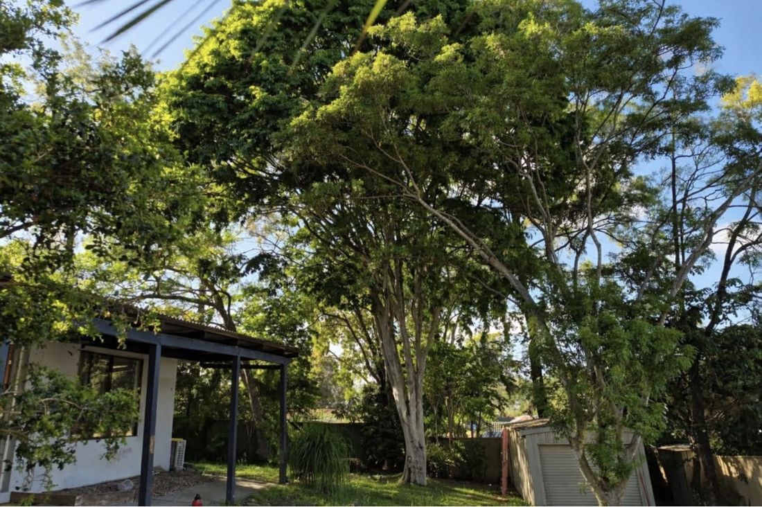 Large gum trees over a backyard, ready for pruning